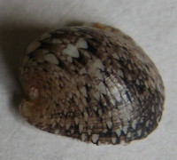 Neripteron simoni  (Prashad, 1921)